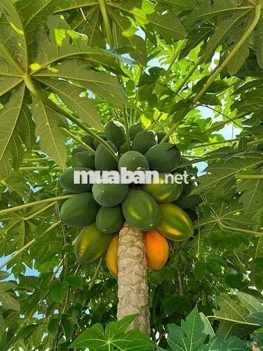 🌿Đầu tư một lần – Tận hưởng cả đời nhà vườn 1000m² đất chỉ 850Tr - SHR