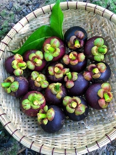Đất vườn rộng sẵn vườn cây siêu đẹp nằm gần Sân Bay Quốc Tế Long Thành