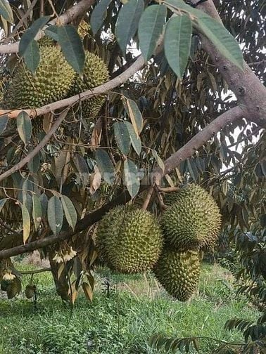 Đất vườn rộng sẵn vườn cây siêu đẹp nằm gần Sân Bay Quốc Tế Long Thành
