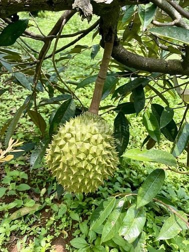 Đất vườn rộng sẵn vườn cây siêu đẹp nằm gần Sân Bay Quốc Tế Long Thành