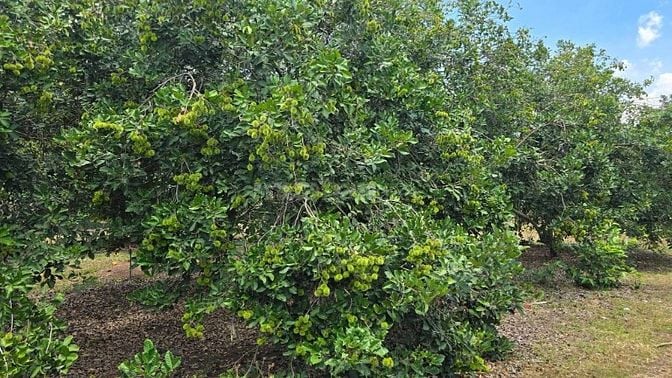 Đất vườn rộng sẵn vườn cây siêu đẹp nằm gần Sân Bay Quốc Tế Long Thành