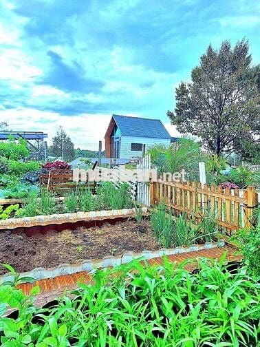 CHÍNH CHỦ BÁN GẤP ĐẤT BẢO LỘC KDC ĐÔNG CÁCH CAO TỐC LIÊN KHƯƠNG 2 KM
