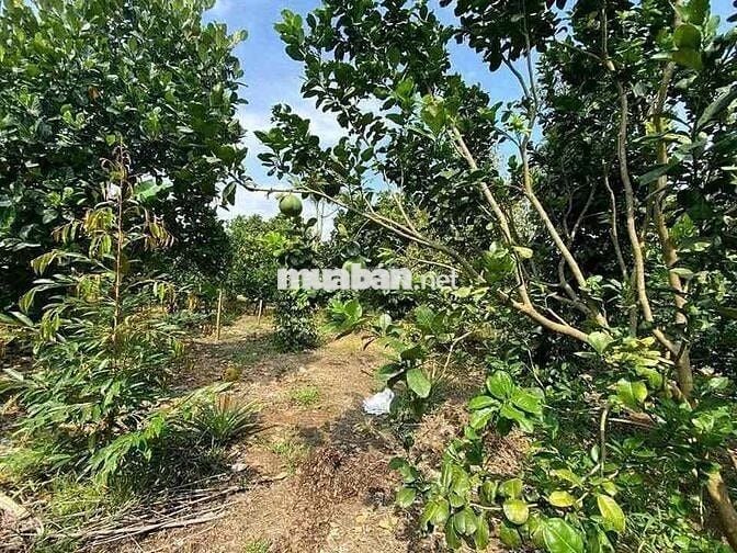 ĐẤT VƯỜN 1500m² GIÁ CHỈ 425 TRIỆU, SỔ SẴN, CHƠN THÀNH - BÌNH PHƯỚC