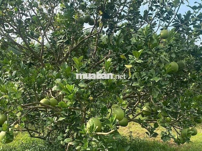 ĐẤT VƯỜN 1500m² GIÁ CHỈ 425 TRIỆU, SỔ SẴN, CHƠN THÀNH - BÌNH PHƯỚC