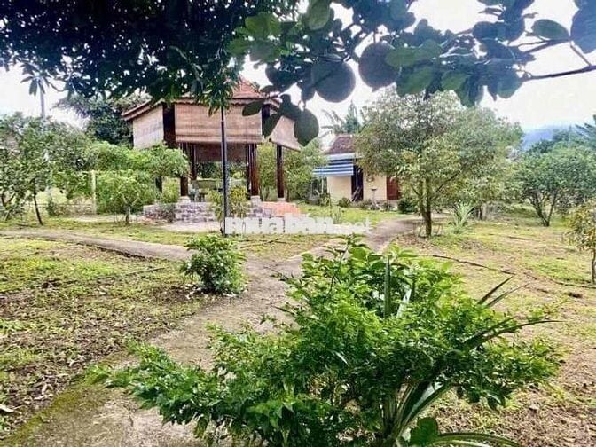 ĐẤT VƯỜN 1500m² GIÁ CHỈ 425 TRIỆU, SỔ SẴN, CHƠN THÀNH - BÌNH PHƯỚC