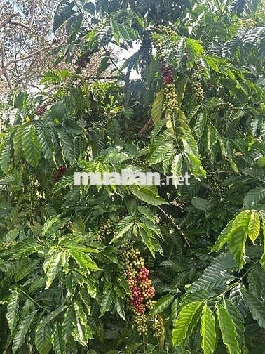 ĐẤT RẪY CÀ PHÊ - ĐIỀU 1,6ha xã Phú Sơn