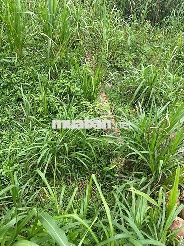 Đất Hoàng Phan Thái 4x20 80,1m2 Đất thổ cư xây tự do hẻm nhựa 8m 1tty5