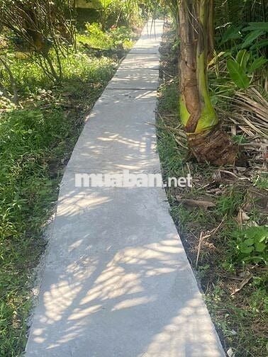 Chỉ còn 1 công đất vườn đẹp ở Nhơn Bình, Trà Ôn (cũ)!