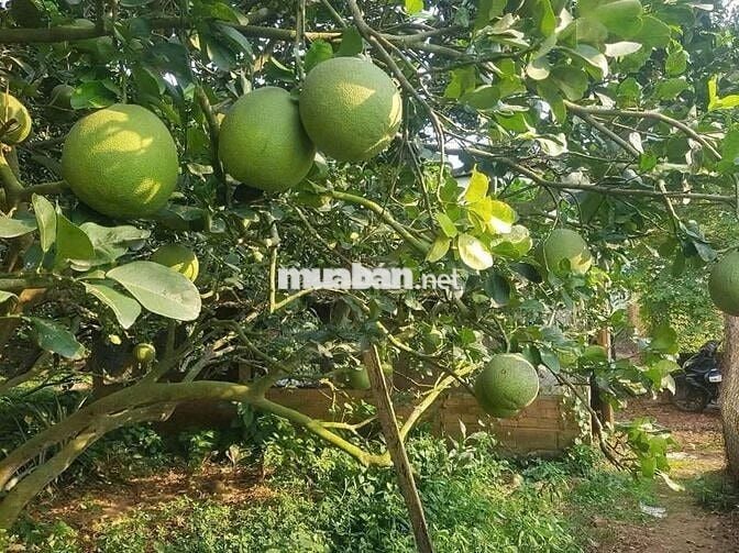 CHỦ NGỘP BÁN GẤP NHÀ VƯỜN RỘNG 2500M2 THỔ CƯ SHR CÓ SẴN CÂY ĂN TRÁI