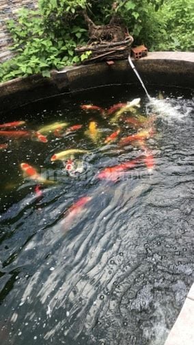 Biệt thự 2 mặt tiền có hồ cá koi