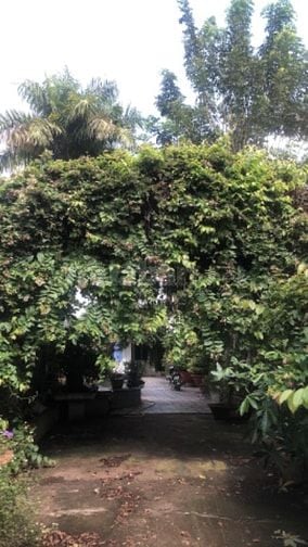 Biệt thự 2 mặt tiền có hồ cá koi
