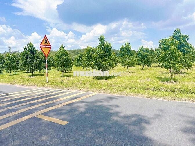 Bán đất HCM trên mặt tiền DH504 32m, nở hậu vuông vức 450tr 380m2