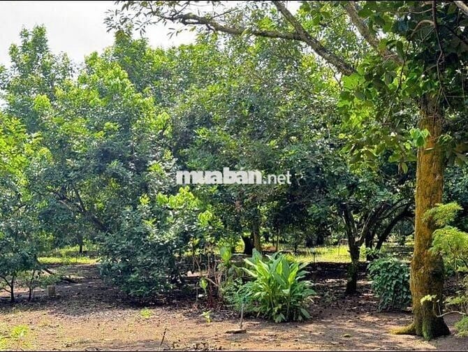 CHỦ NGỘP BÁN GẤP NHÀ VƯỜN RỘNG 2500M2 THỔ CƯ SHR CÓ SẴN CÂY ĂN TRÁI