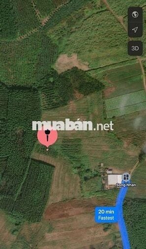 Đất cây lâu năm+ cây tràm 3 năm(gần trạm dừng)