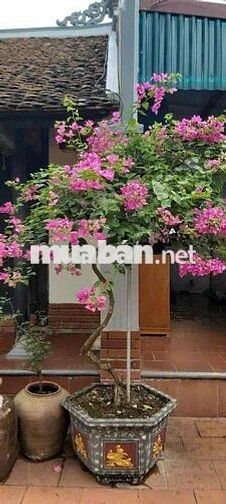 Cho thuê nhà  Sơn Kỳ - Phường Sơn Kỳ : 4.  11 M đúc 1 lầu : 2PN, 2 WC