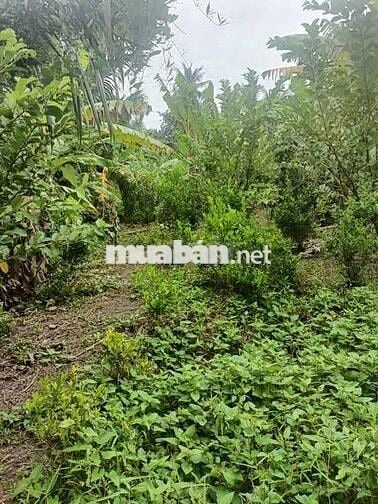 Bán đất giá tốt gần trung tâm Đại Ngãi – Cần Thơ mở rộng, DT 4635 m2