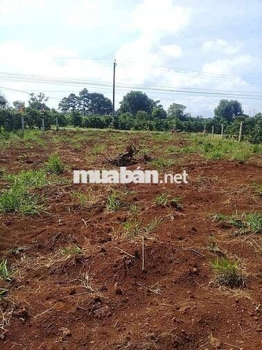 Đất thổ cư 806m2 ủy ban xã Tân Lâm, Di linh.