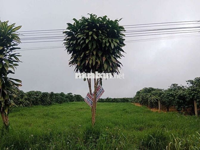 Đất thổ cư 806m2 ủy ban xã Tân Lâm, Di linh.