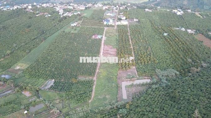 🌿 BÁN ĐẤT TÂN CHÂU – VỊ TRÍ ĐẸP, GẦN QL20, TIỆN ÍCH ĐẦY ĐỦ 🌿