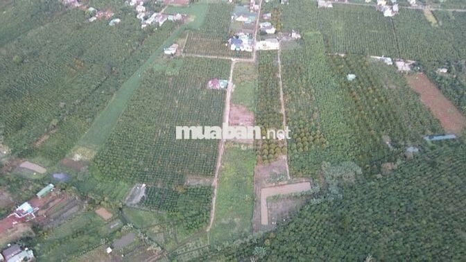 🌿 BÁN ĐẤT TÂN CHÂU – VỊ TRÍ ĐẸP, GẦN QL20, TIỆN ÍCH ĐẦY ĐỦ 🌿