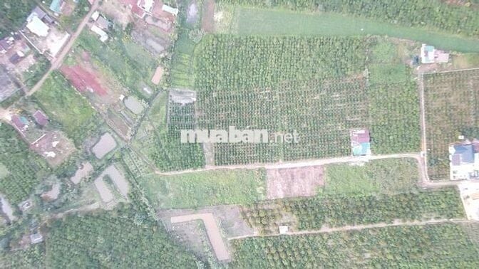 🌿 BÁN ĐẤT TÂN CHÂU – VỊ TRÍ ĐẸP, GẦN QL20, TIỆN ÍCH ĐẦY ĐỦ 🌿