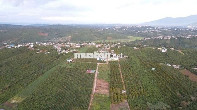 🌿 BÁN ĐẤT TÂN CHÂU – VỊ TRÍ ĐẸP, GẦN QL20, TIỆN ÍCH ĐẦY ĐỦ 🌿