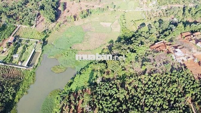 🌾 BÁN LÔ ĐẤT 6000m2 CÓ THỔ CƯ TẠI ĐẠT LÝ – HÒA THUẬN, BMT 🌾