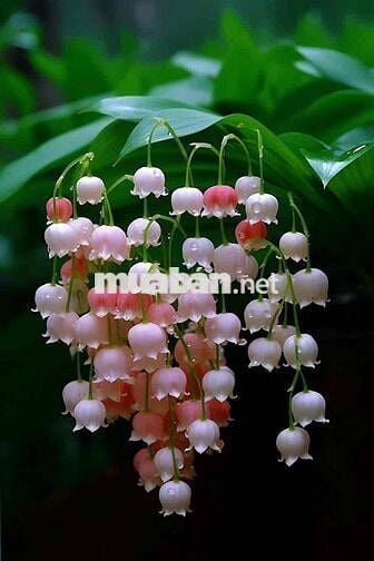 N/C [ NHÀ THUÊ - 6x20 - 1 tret 2 LẦU SUỐT - 15TR]  - ( 15/11 GIAO NHÀ
