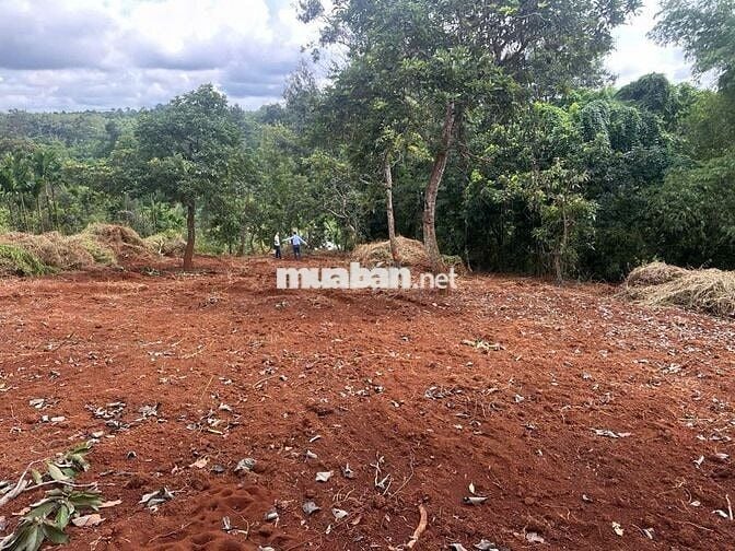🌾 BÁN LÔ ĐẤT 6000m2 CÓ THỔ CƯ TẠI ĐẠT LÝ – HÒA THUẬN, BMT 🌾