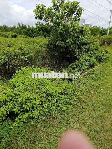 bán đất hai mặt tient quốc lộ 55 thôn Tân quang xã sông phan hàm Tân