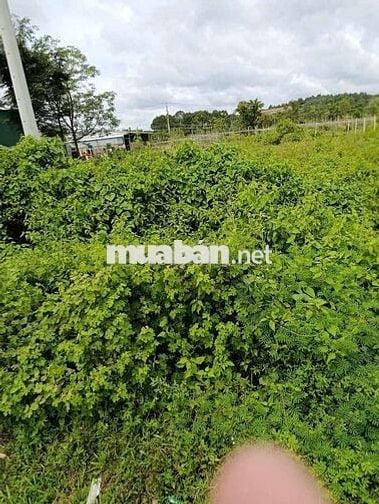 bán đất hai mặt tient quốc lộ 55 thôn Tân quang xã sông phan hàm Tân