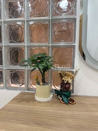 Bán nhà Cô Giang Q.1 - 32m2 - 3pn 3wc tặng nội thất, giá 7,1 tỉ