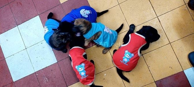 Cần bán chó con gần 2 tháng tuổi, giống Phú Quốc gần 5 kg, to khỏe