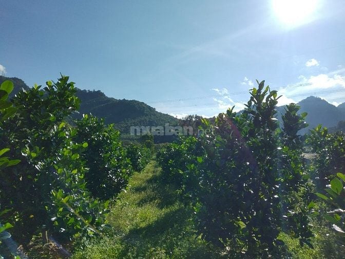 2800M2 (23X121) THỔ CƯ, MẶT TIỀN, SAU SUỐI, TP.BẢO LỘC 5.2 TỶ