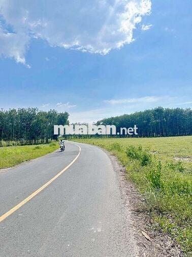 Đất vườn HCM có thổ cư (10*105m) đuờng nhựa lớn,trong khu dân cư 730tr