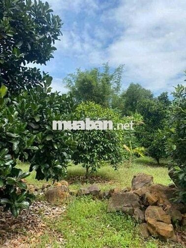 Sang nhượng đất vườn 1000m2 giá rẻ, công chứng ngay