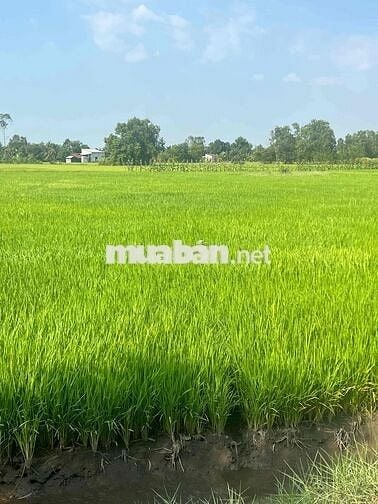 bán đất làm vướn 2493m giá 1ty950