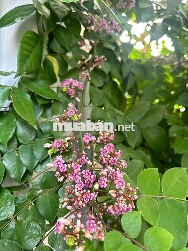 Bán đất kiệt ô tô Nguyễn Lương Bằng