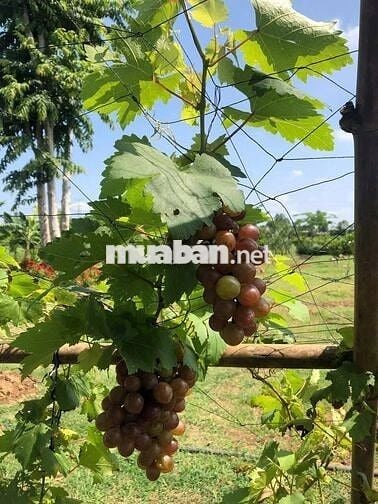 🌿 SIÊU PHẨM ĐẤT VƯỜN NGHỈ DƯỠNG GIÁP SUỐI - LA NGÀ ĐN - CHỈ 860 TRIỆU