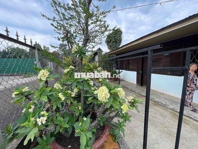Nhà gỗ có hoàn công - Hẻm Phan Chu Trinh - Bảo Lộc DT 369m2 giá tốt