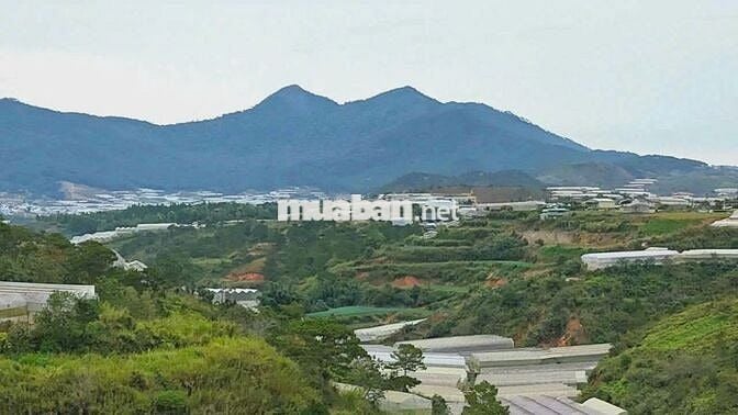 Bán đất Đà Lạt Xô Viết Nghệ Tĩnh 500m, view đồi thông Tùng Lâm cực đẹp