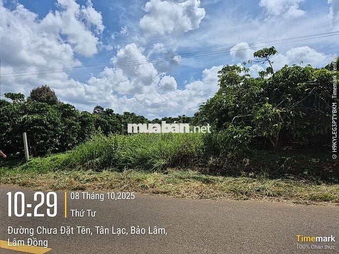 ĐẤT ĐẸP NGAY MẶT TIỀN CHÍNH ÂU cmCOW_ HÒA NAM