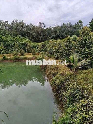 Nhà em bán vườn sầu riêng Chơn Thành giá rẻ 320 triệu