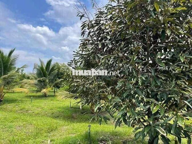 Nhà em bán vườn sầu riêng Chơn Thành giá rẻ 320 triệu