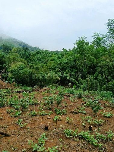 Cắt bán 2286m tc giá rẻ chính chủ tại Vĩnh Tiến Kim Bôi bám suối to đẹ