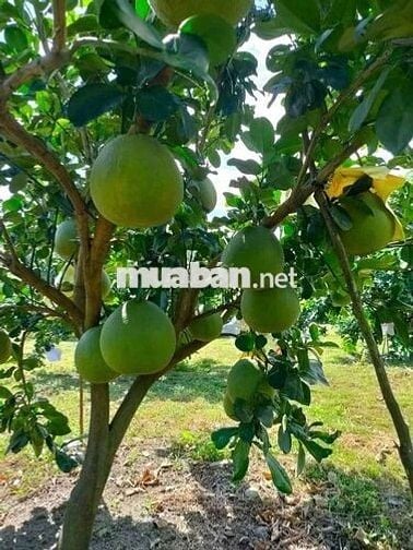 Bưởi sai trĩu quả, chôm chôm đỏ rực sân – nơi bình yên tìm tới