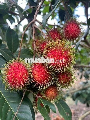 Bưởi sai trĩu quả, chôm chôm đỏ rực sân – nơi bình yên tìm tới