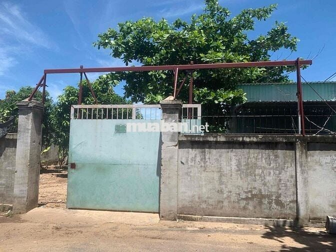 🏠 CHO THUÊ NHÀ MÁI TÔN - ĐẤT RỘNG 500m²
