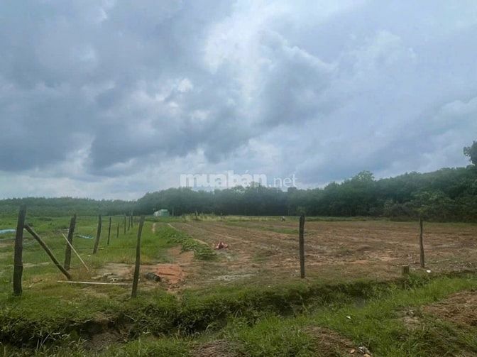 CTY ĐẤU GIÁ HỢP DANH TRỰC TUYẾN VIỆT NAM (VNOA) TỔ CHỨC ĐẤU GIÁ 