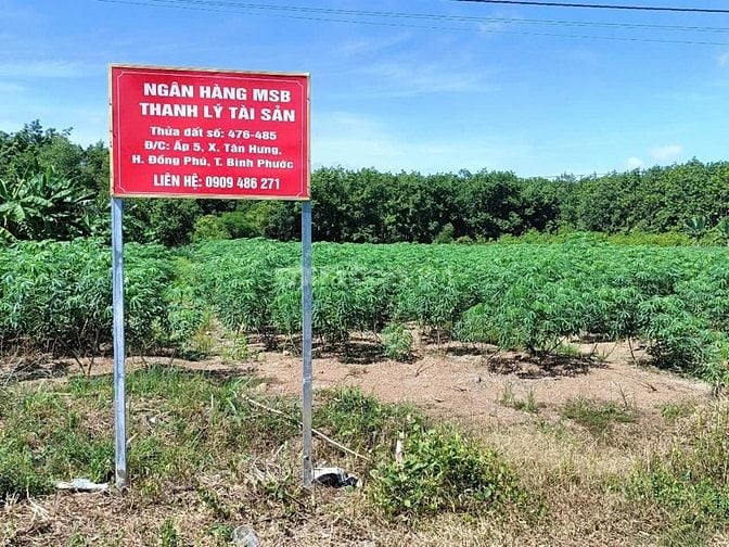 CTY ĐẤU GIÁ HỢP DANH TRỰC TUYẾN VIỆT NAM (VNOA) TỔ CHỨC ĐẤU GIÁ 